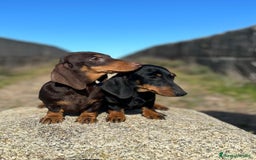 Teckel Miniatura perros en venta: Cachorros de Teckel Kaninchen con pedigree  - Imagen 1
