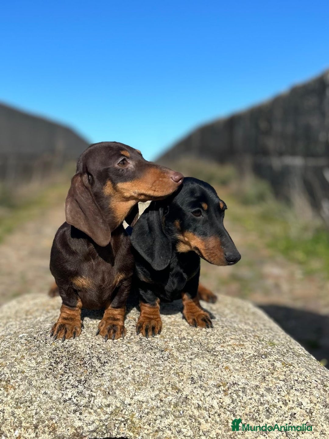Teckel Miniatura perros en venta: Cachorros de Teckel Kaninchen con pedigree  - Imagen 1
