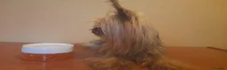 Yorkshire Terrier perros en venta: Yorkshire toy - Anuncio 2