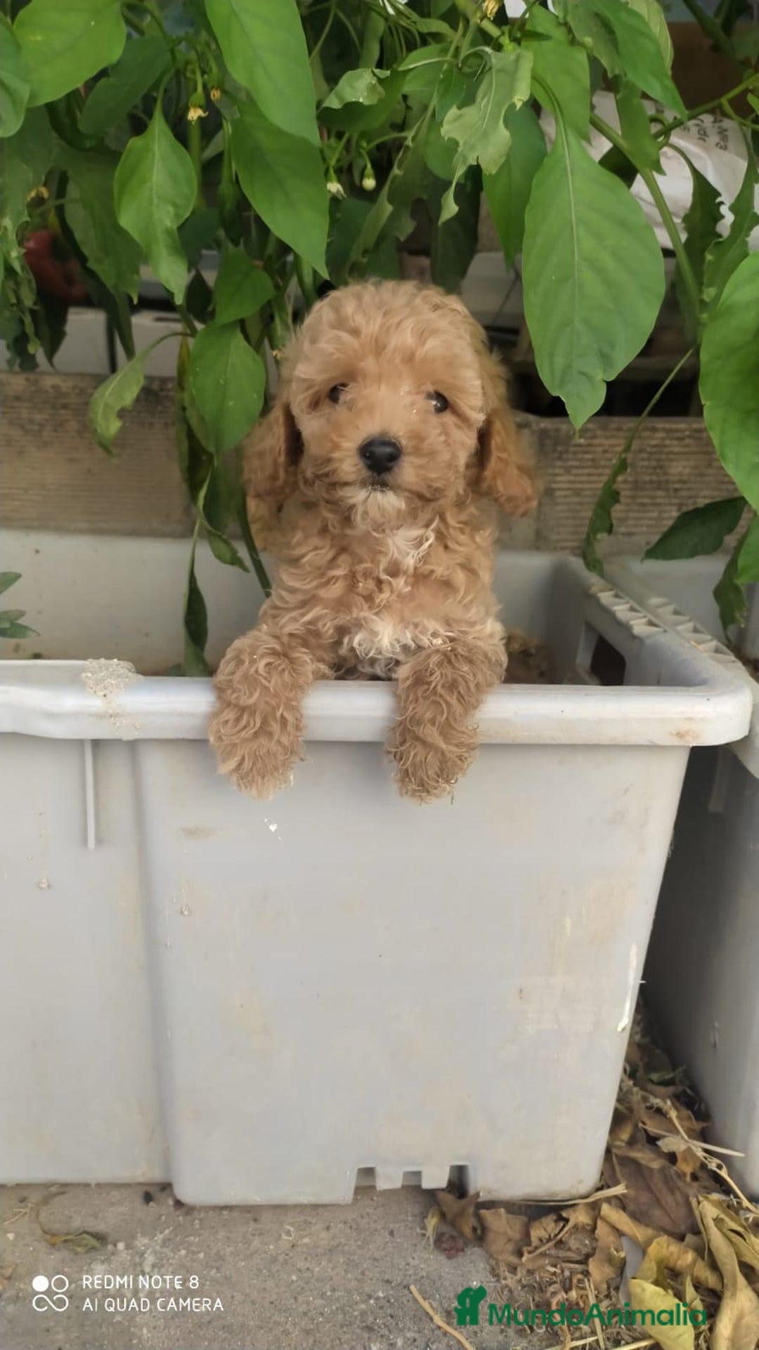 Caniche Toy perros en venta: PRECIOSOS CANICHES TOY BEBES - Anuncio 2