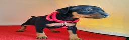 Pinscher Miniatura perros en venta: Pinscher puppy ( disponibles ) .  en Ciudad Real - Anuncio 1