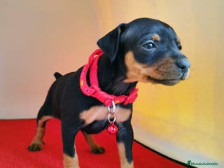 Pinscher Miniatura perros Pinscher puppy ( disponibles ) . en Ciudad Real - Anuncio 11