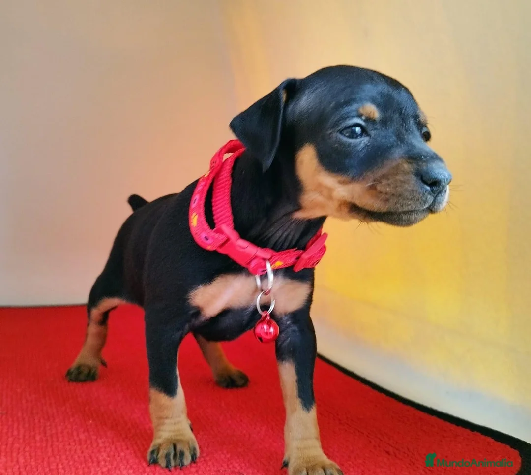 Pinscher Miniatura perros en venta: Pinscher puppy ( disponibles ) .  en Ciudad Real - Anuncio 1