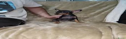 Pinscher Miniatura perros en venta: Pinscher miniatura negro fuego🐶🐾 - Anuncio 7