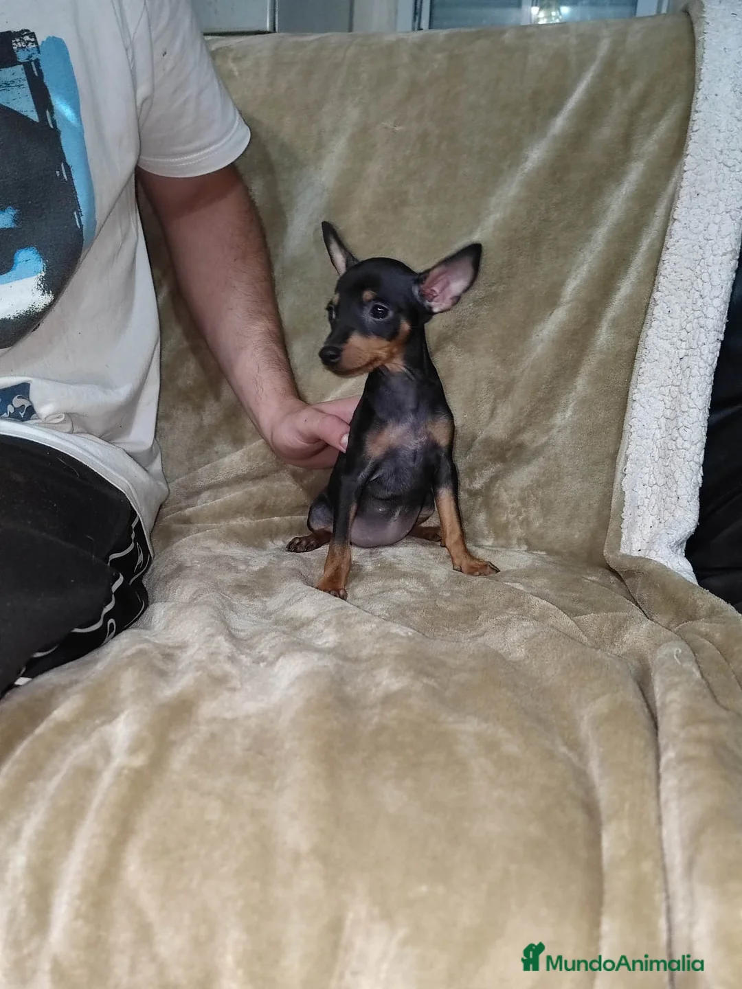 Pinscher Miniatura perros en venta: Pinscher miniatura negro fuego🐶🐾 - Anuncio 7