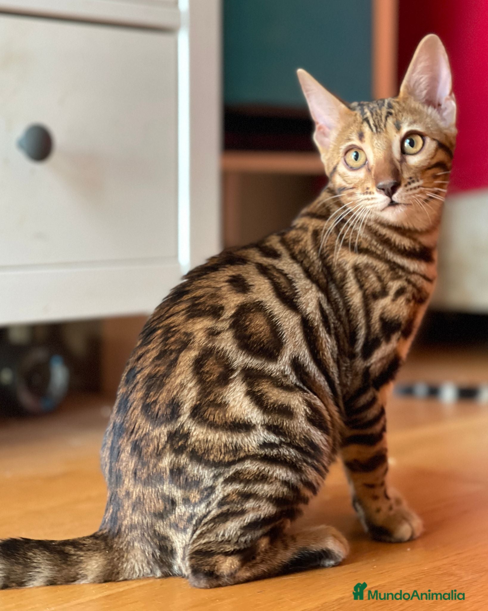 Bengalí gatos Hembra Bengalí de Alta Calidad - Anuncio 1
