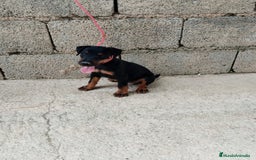 Terrier Alemán de Caza perros en venta: Disponible cachorros de Jagd terrier  - Imagen 5