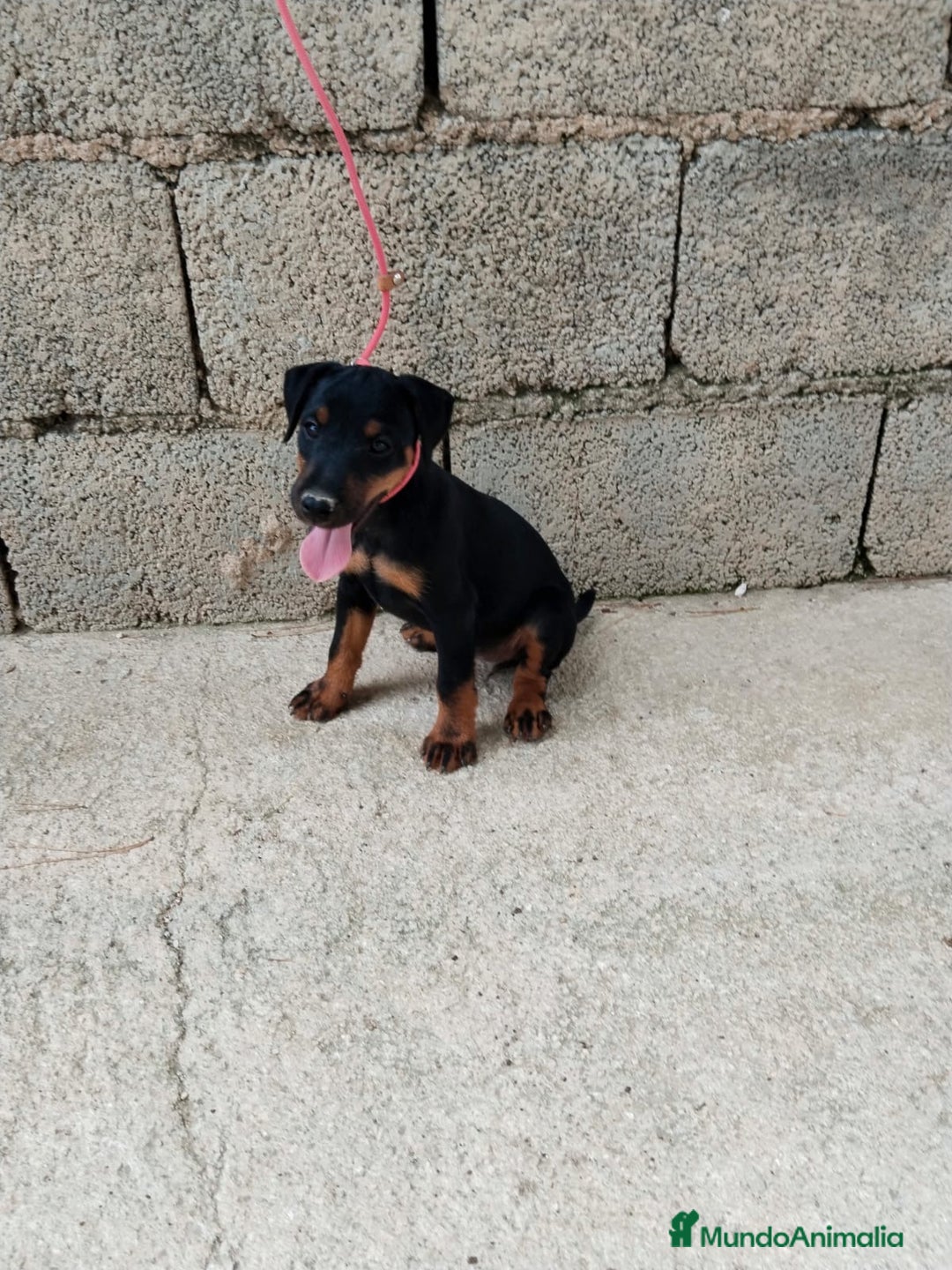 Terrier Alemán de Caza perros en venta: Disponible cachorros de Jagd terrier  - Imagen 5