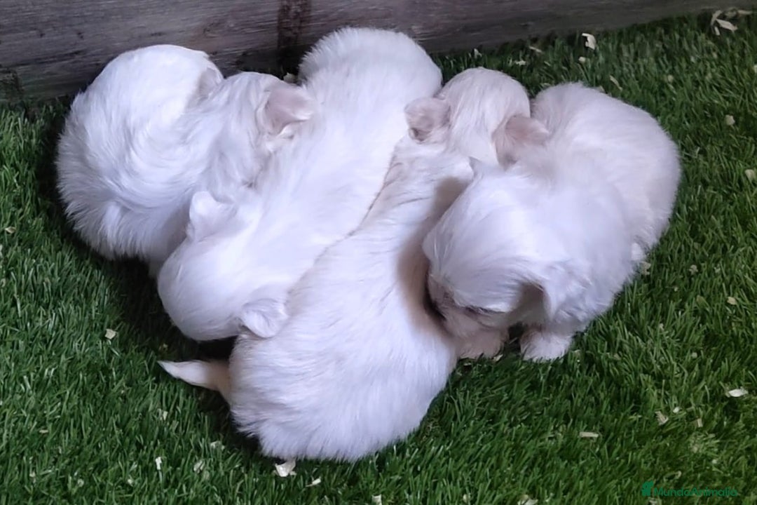 Bichón Maltés perros en venta: Último Bichón Maltés Macho disponible!! - Imagen 6