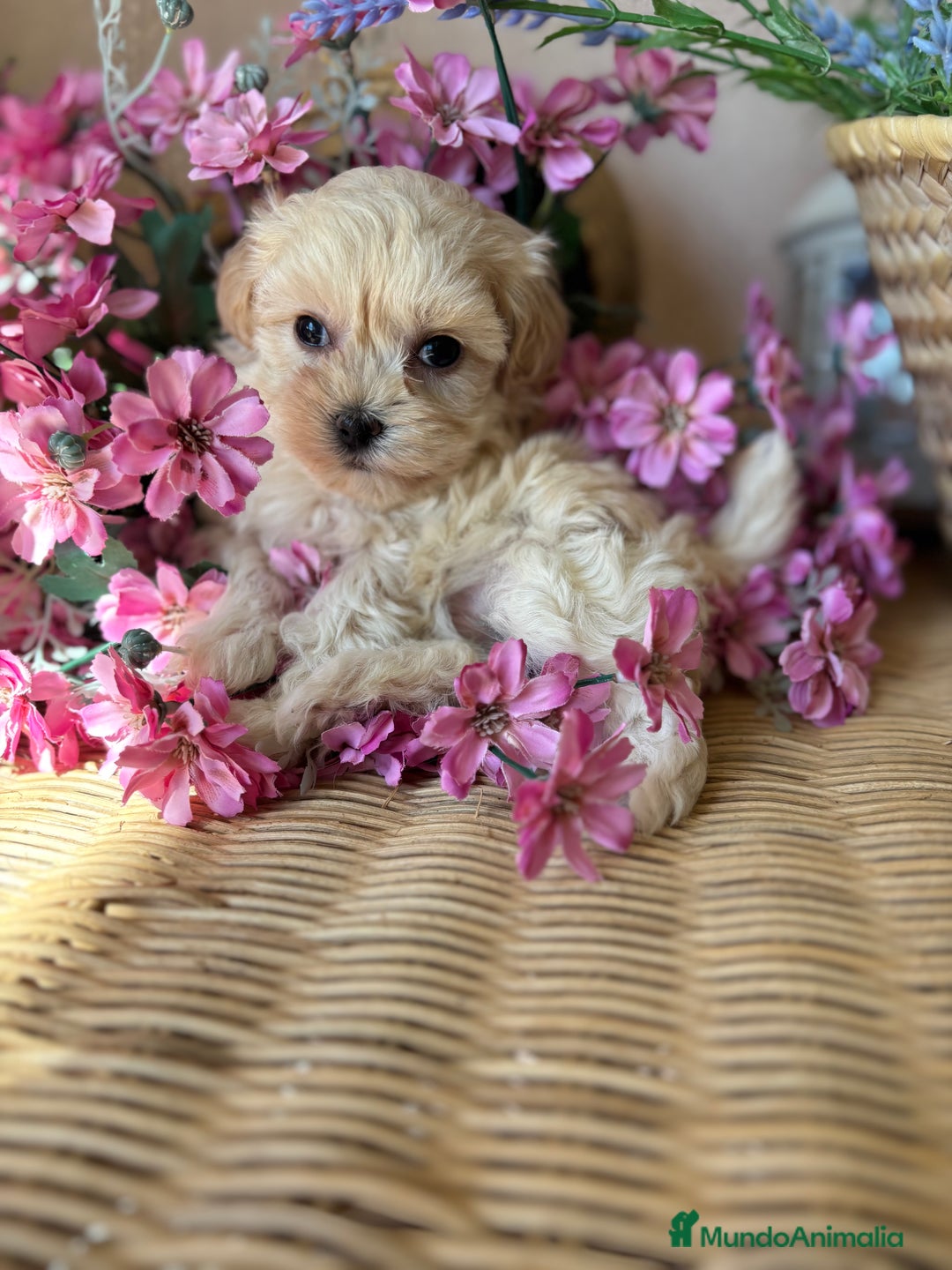 Maltipoo perros en venta: Maltipoo Tacita de Té  - Imagen 4