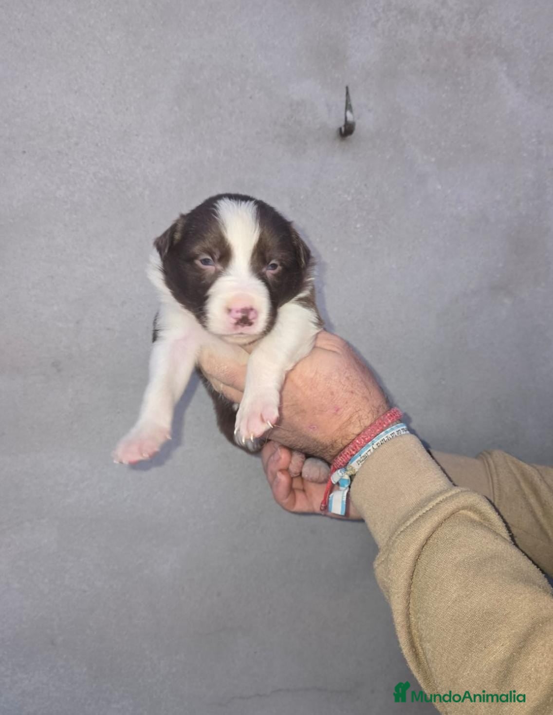 Border Collie perros Border collie  - Anuncio 1