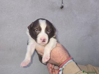 Border Collie perros Border collie - Anuncio 3