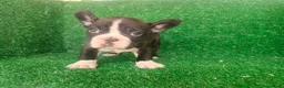 Bulldog Francés perros en venta: Bulldog francés  - Anuncio 18