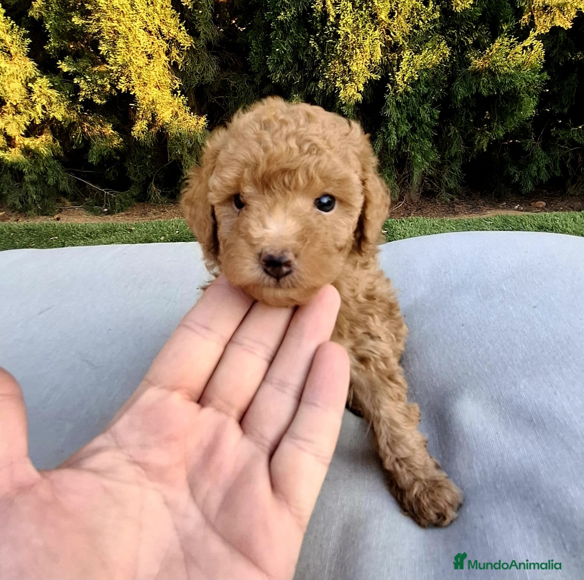 Caniche Toy perros Caniches toy machos - Anuncio 2