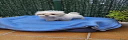 Bichón Maltés perros en venta: Bichón Maltés preciosos  en Barcelona - Anuncio 3