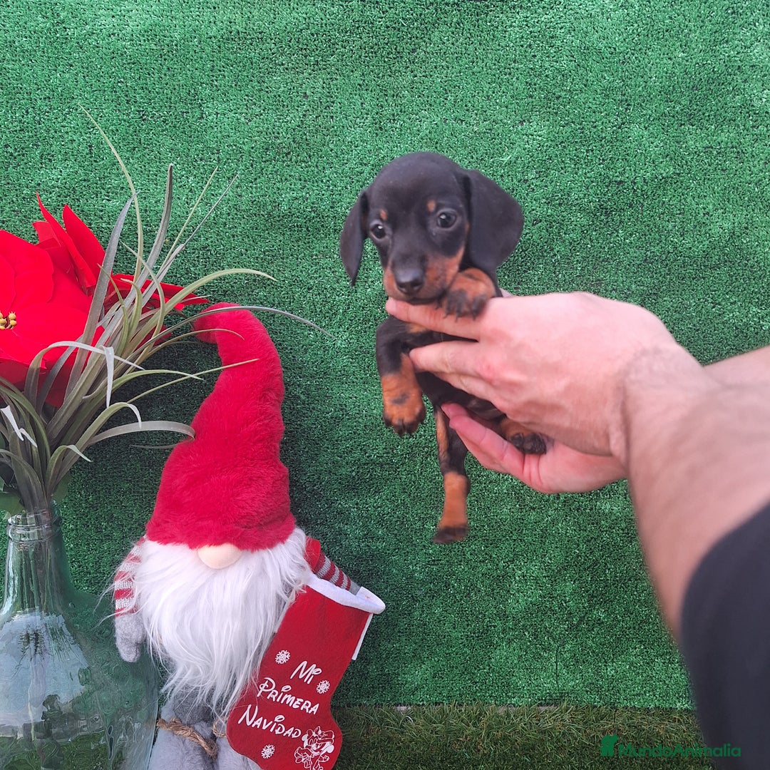 Teckel Miniatura perros en venta: TECKEL MINIATURA & KANNINCHEN  - Anuncio 1