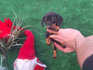 Teckel Miniatura perros TECKEL MINIATURA & KANNINCHEN - Anuncio 3