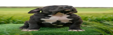 American Bully 1