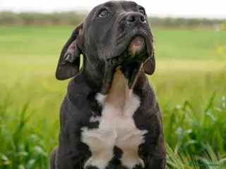 American Bully perros American Bully xl - Anuncio 2