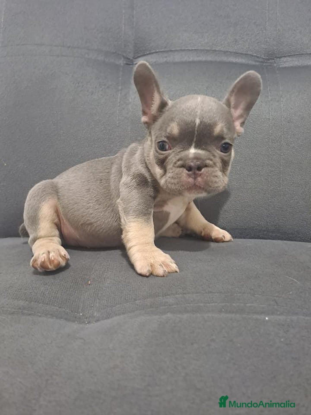 Bulldog Francés perros en venta: BULLDOG FRANCÉS /// CRÍA SELECTA  - Anuncio 1