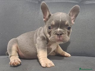 Bulldog Francés perros BULLDOG FRANCÉS /// CRÍA SELECTA - Anuncio 1