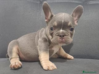 Bulldog Francés perros BULLDOG FRANCÉS /// CRÍA SELECTA - Anuncio 27