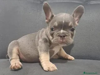 Bulldog Francés perros BULLDOG FRANCÉS /// CRÍA SELECTA - Anuncio 34