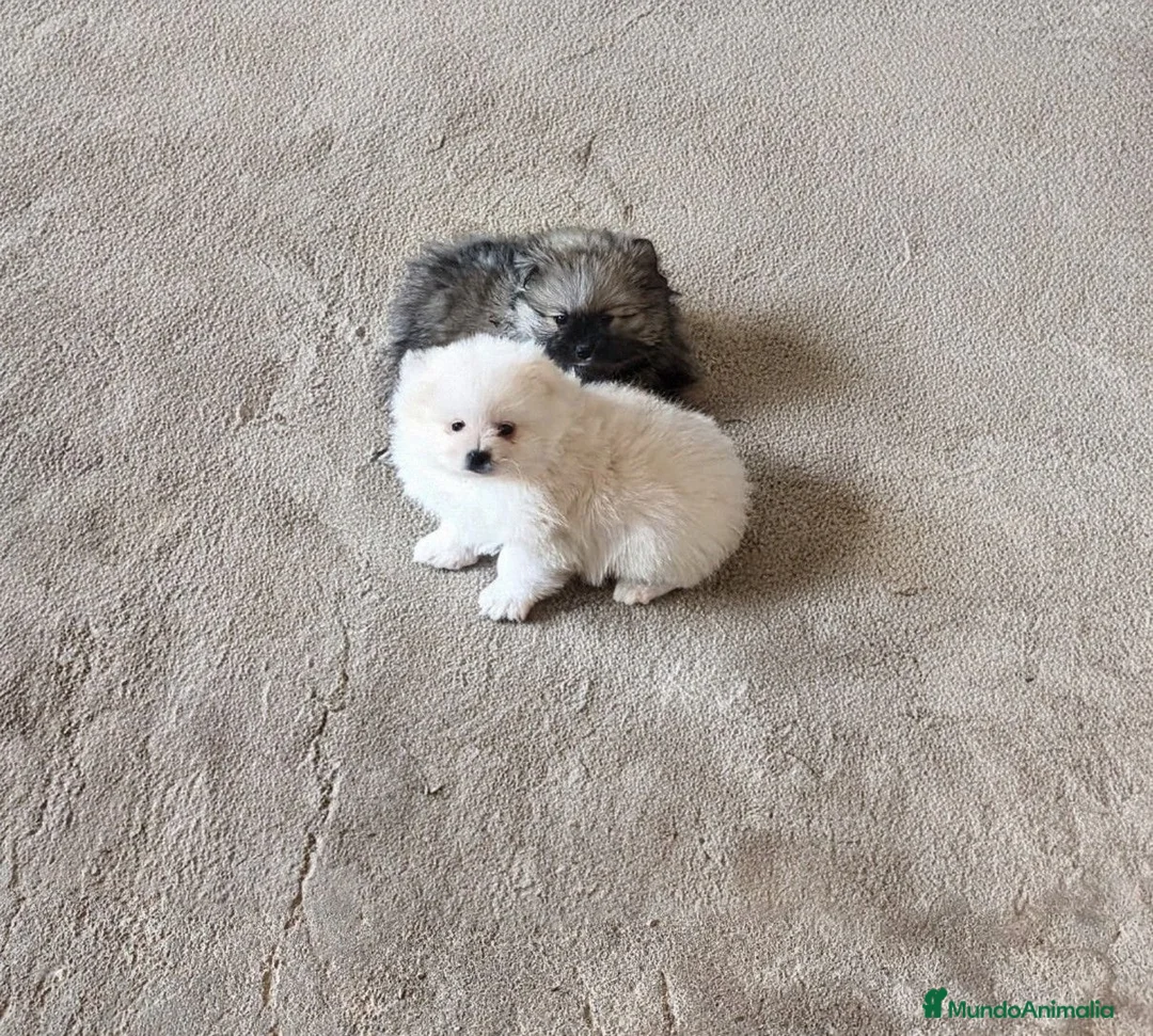 Pomerania perros en venta: POMERANIAS LINDOS MACHITOS - Anuncio 7