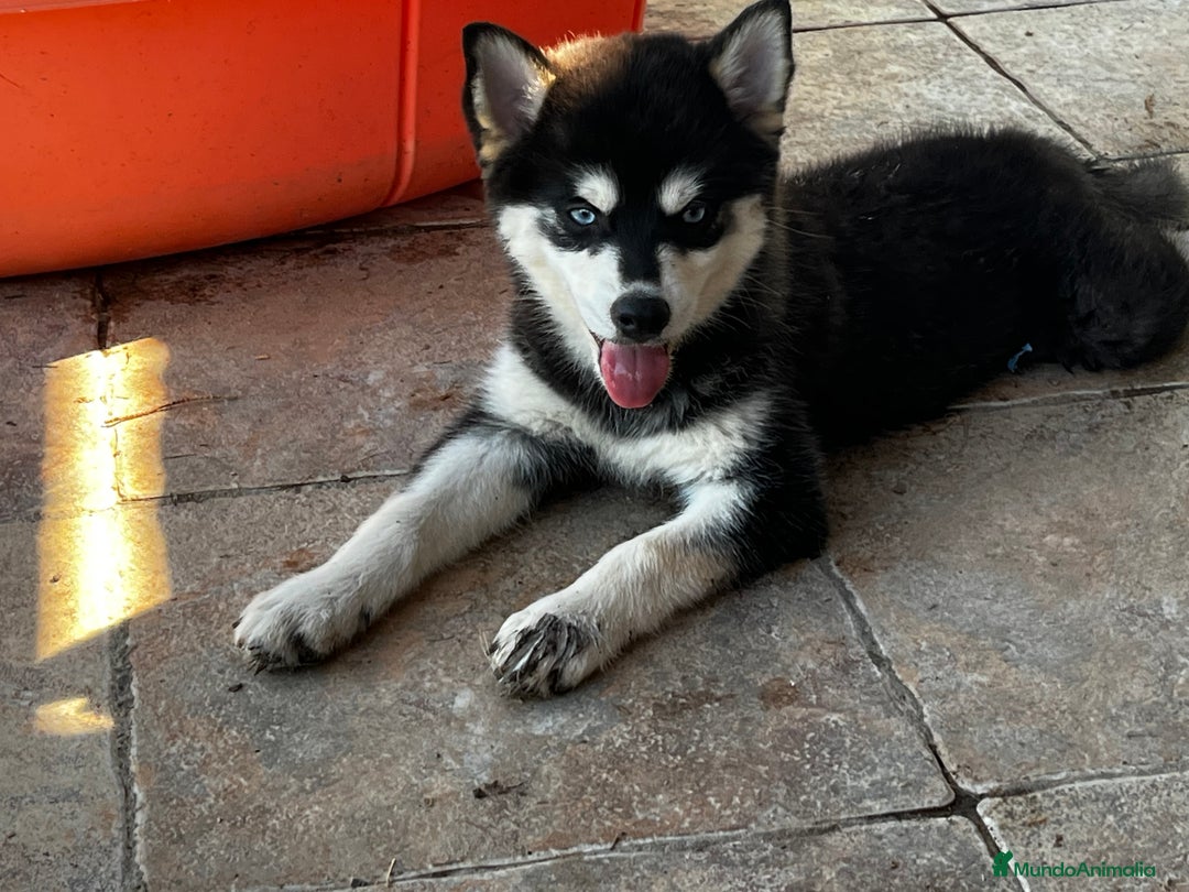 Pomsky perros en venta: Pomsky miniatura f4 - Imagen 3