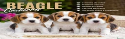 Beagle perros en venta: PAREJA DE BEAGLE DISPONIBLE - Anuncio 1