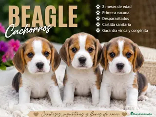 Beagle perros PAREJA DE BEAGLE DISPONIBLE - Anuncio 1