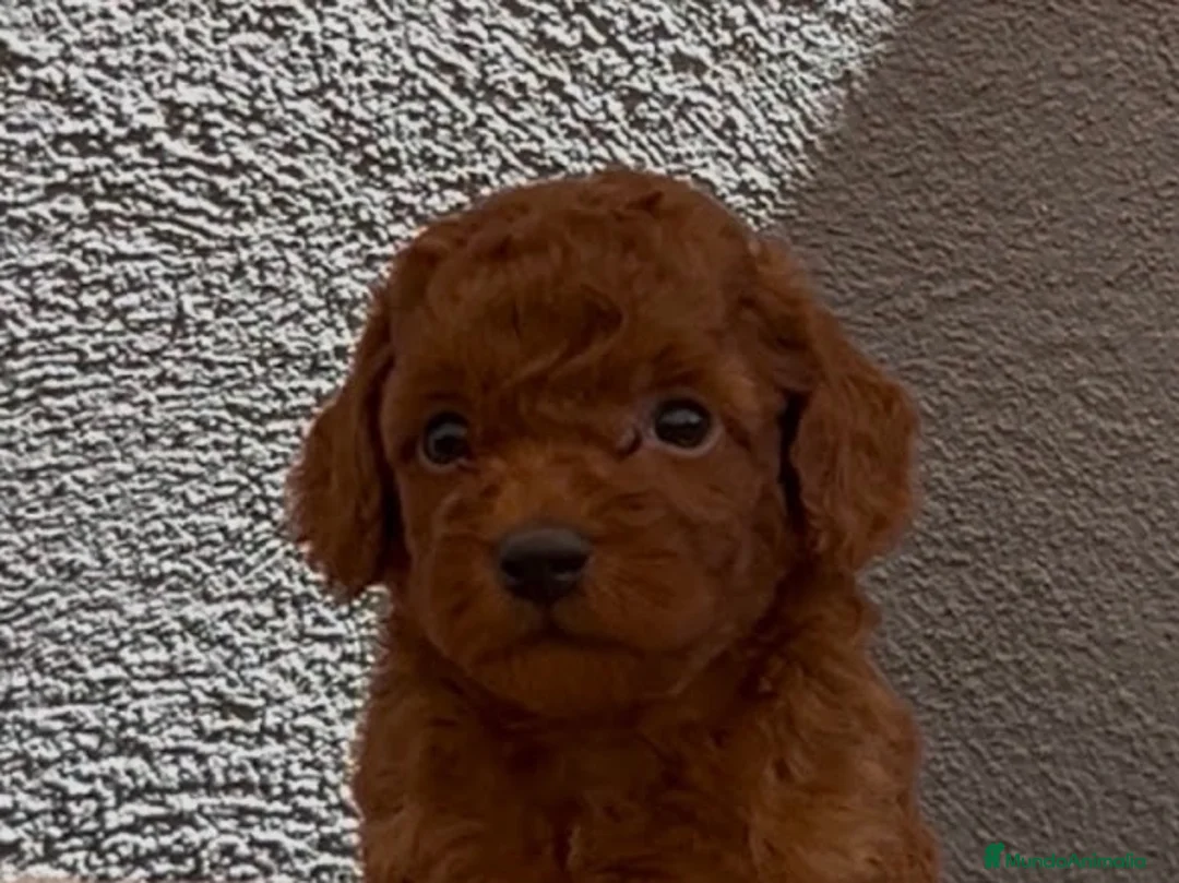 Caniche Toy perros en venta: Caniche toy macho  - Anuncio 3
