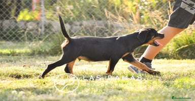 Rottweiler perros en Burgos - Propaganda 14