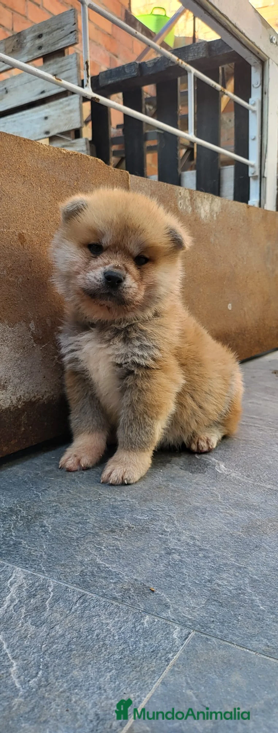 Akita Inu perros en venta: AKITA INU - Anuncio 10