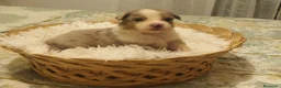 Pastor Australiano perros en venta: Excelente camada de Pastor Australiano  - Anuncio 22