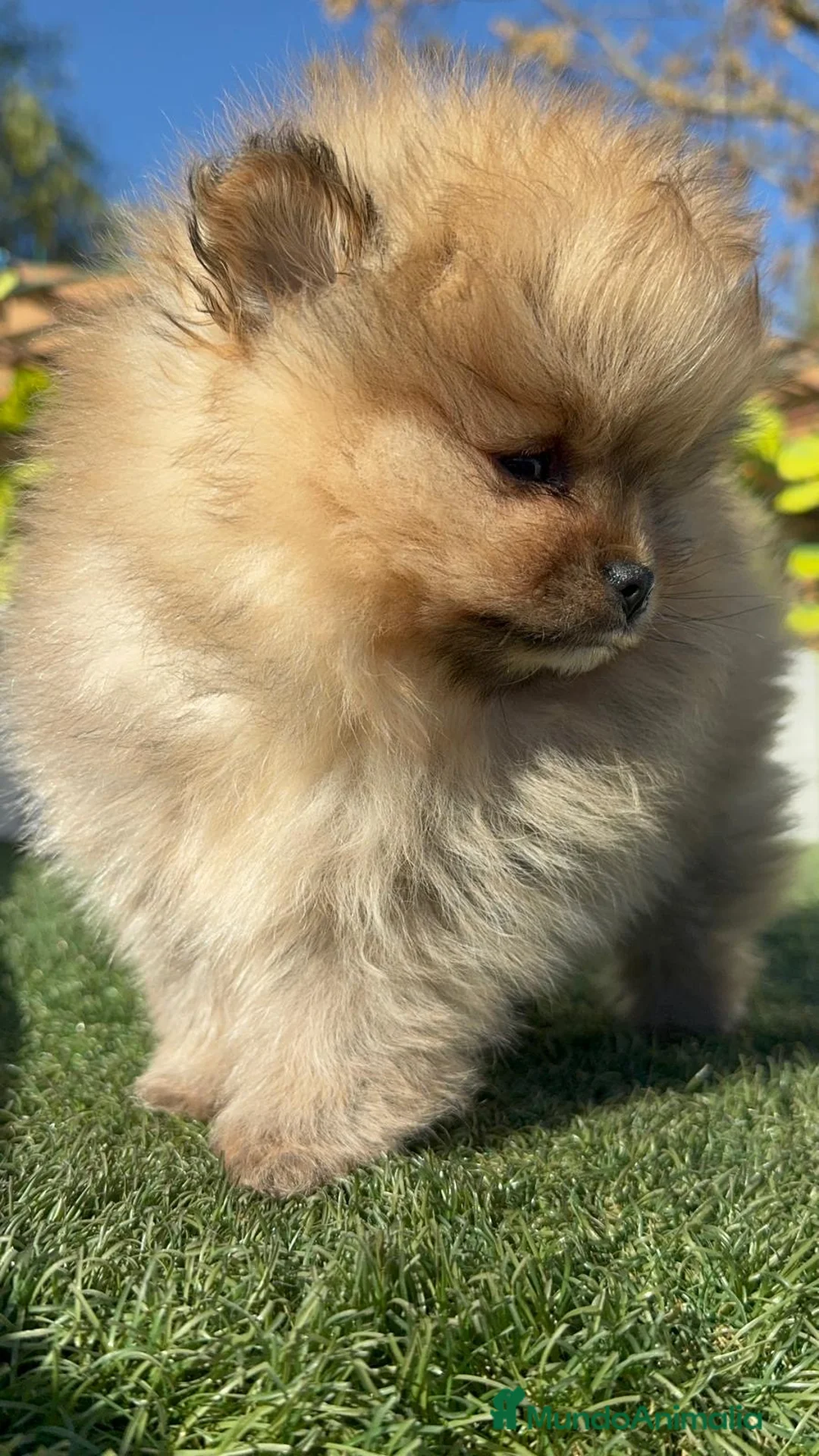 Pomerania perros en venta: POMERANIA  - Anuncio 3
