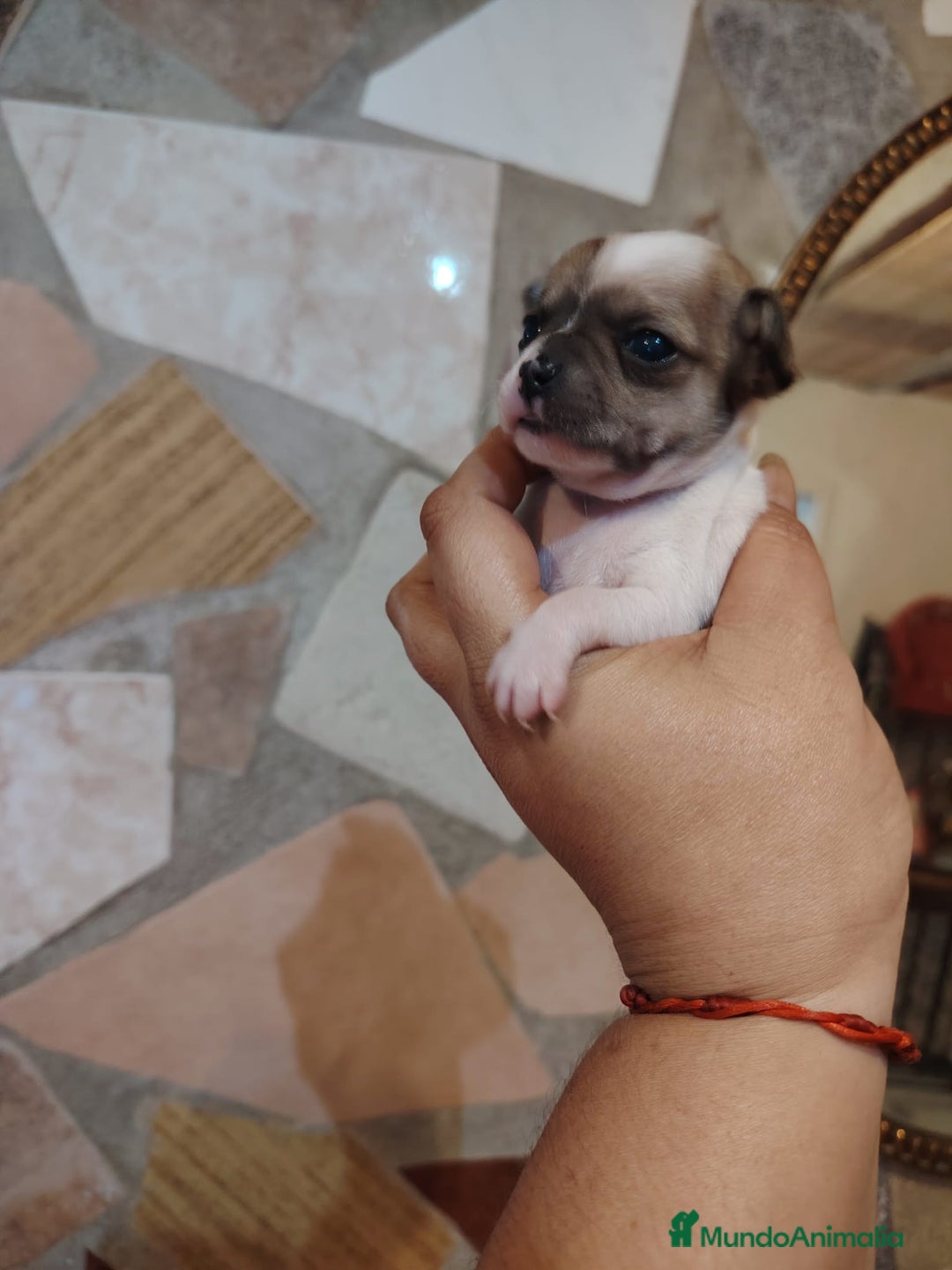 Chihuahua perros en venta: Chihuahua  - Anuncio 5