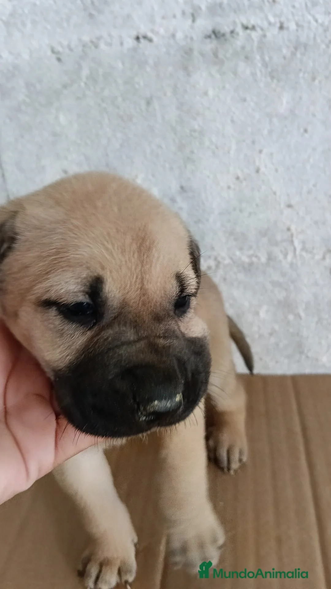 Mastín Español perros en venta: Mastín hembra disponible  - Anuncio 1