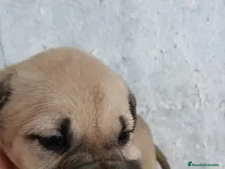 Mastín Español perros Mastín hembra disponible - Anuncio 3