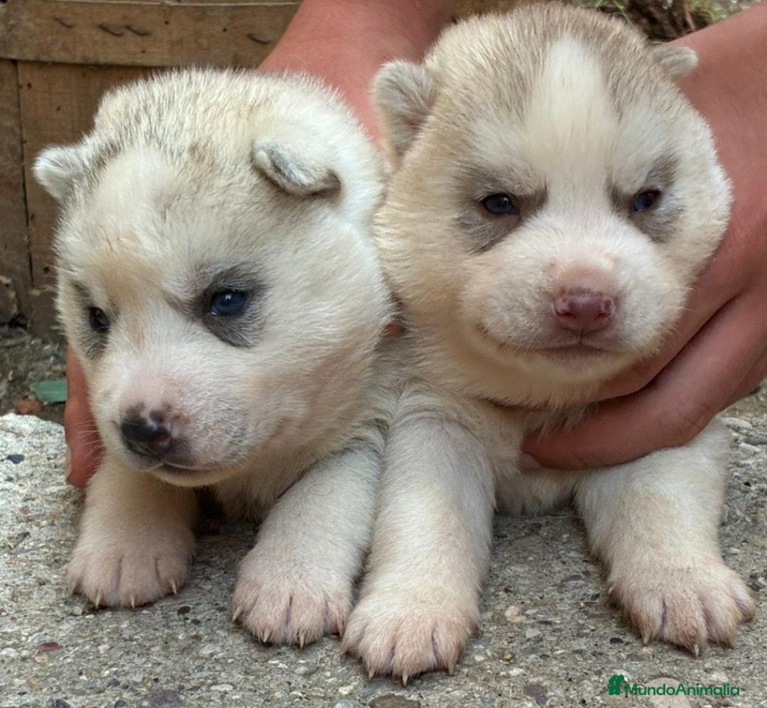 Husky Siberiano perros en venta: Husky siberiano cachorros  en Huesca - Imagen 12