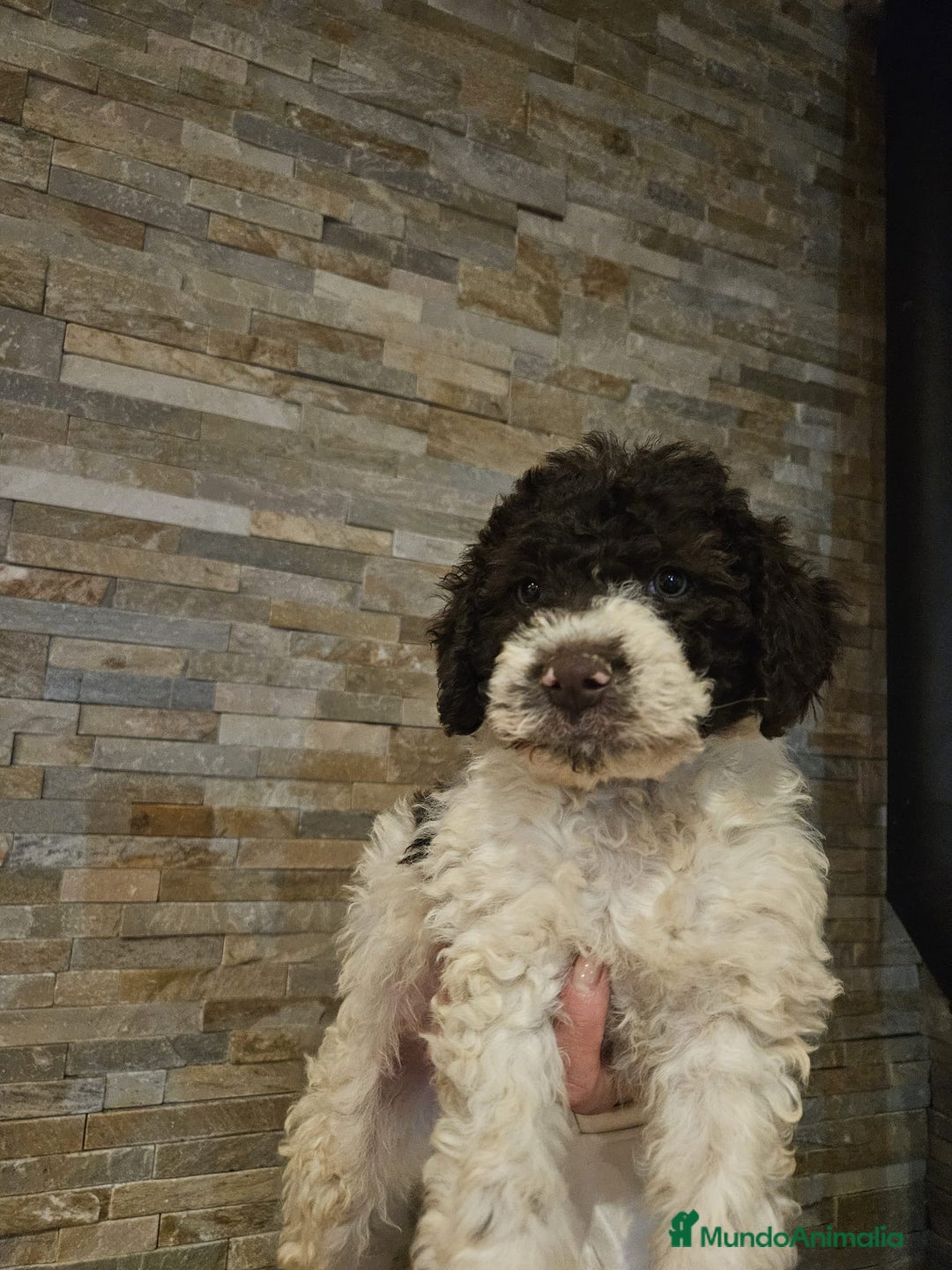 Perro de Agua Español perros en venta: Perros de agua bicolor - Imagen 1