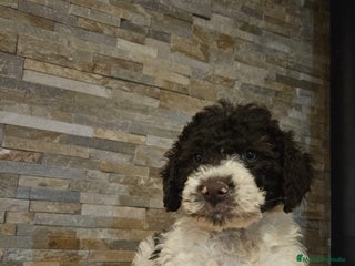 Perro de Agua Español perros - Anuncio 1