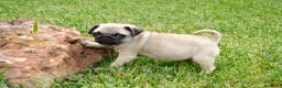 Carlino - Pug perros en venta: CARLINO - Anuncio 3