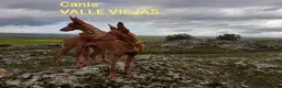 Podenco Canario perros en venta: PODENCOS CANARIOS de selección  - Anuncio 8