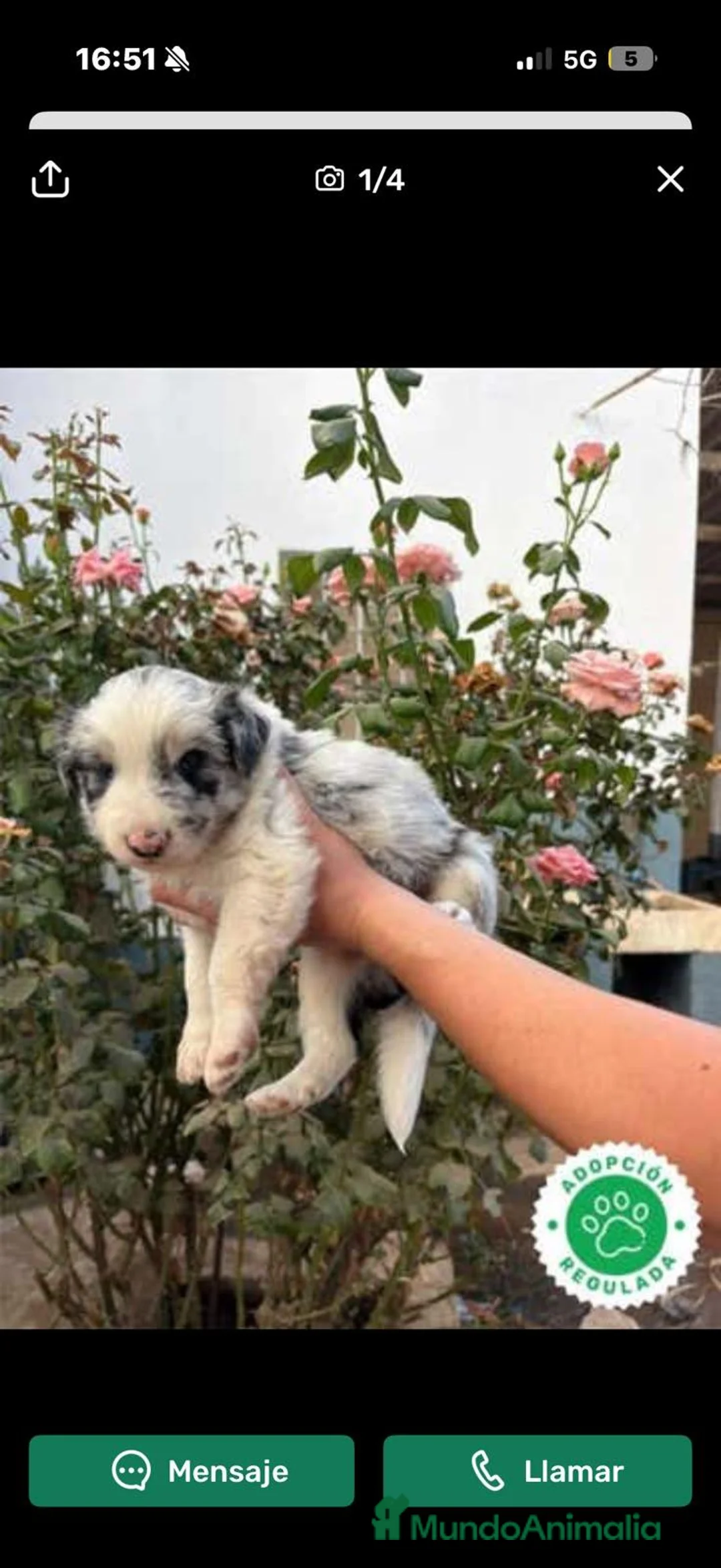 Border Collie perros en adopcion: Preciosos border collie - Anuncio 1