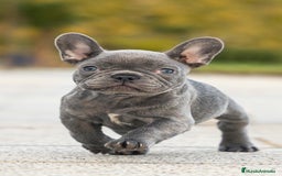 Bulldog Francés perros en venta: Bulldog francés  - Imagen 1