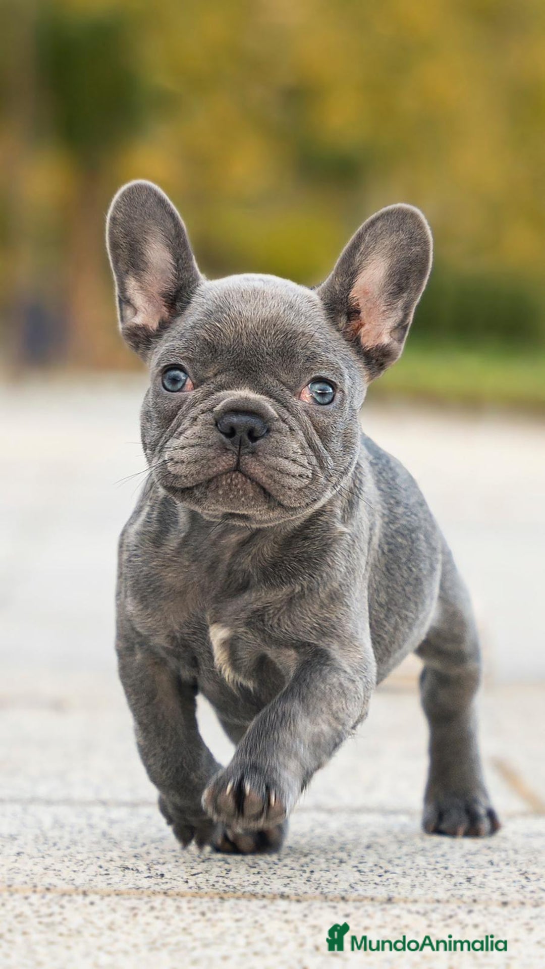 Bulldog Francés perros en venta: Bulldog francés  - Imagen 1