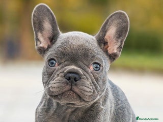 Bulldog Francés perros - Anuncio 8