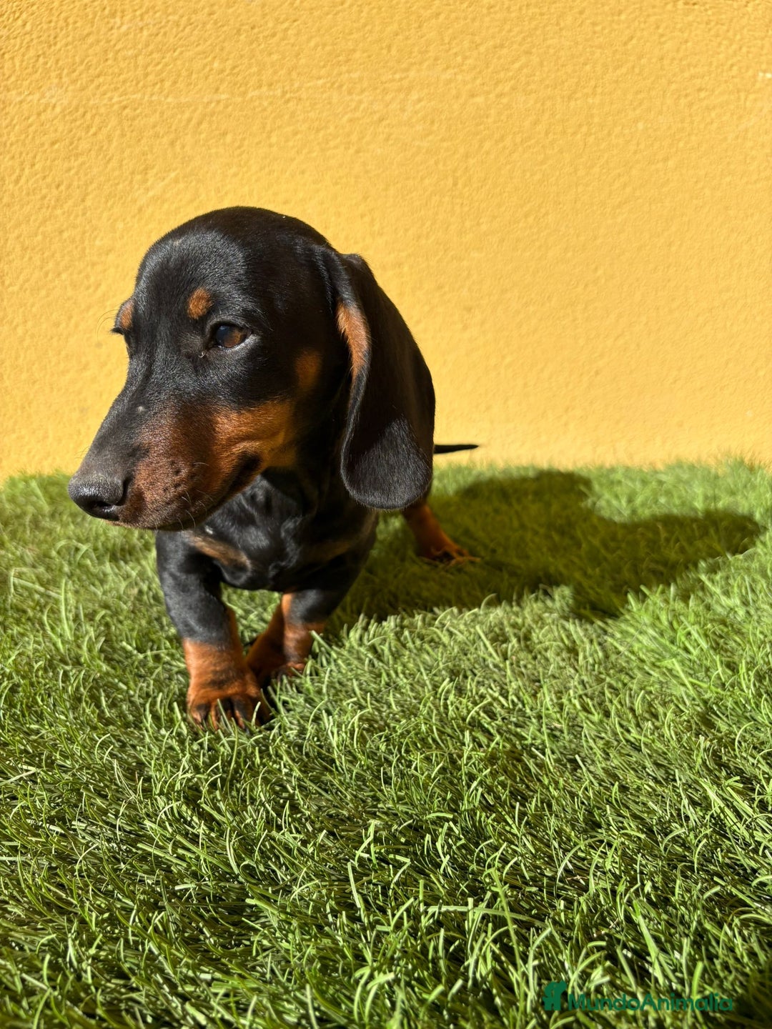 Teckel Miniatura perros en venta: Teckel miniatura negro fuego  - Imagen 13