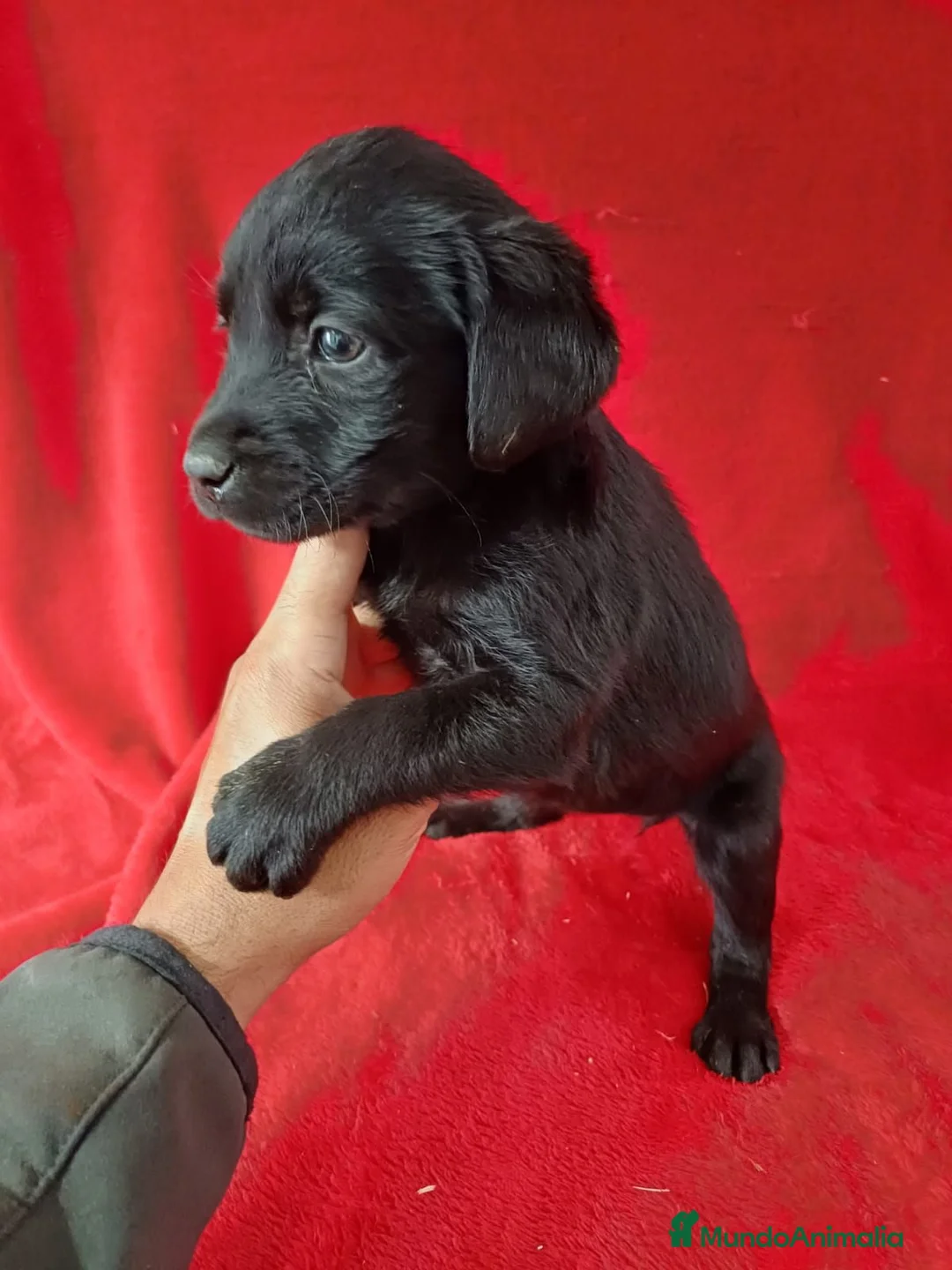 Labrador Retriever perros en venta: Labrador Retriever Negro  - Anuncio 2
